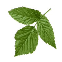 Medicial Herb