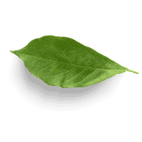 Natural herb illustration
